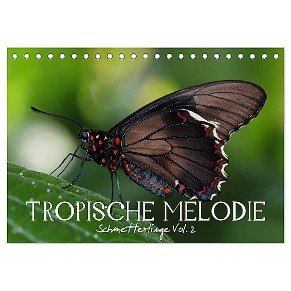 Tropische Melodie - Schmetterlinge Vol.2 (Tischkalender 2024 DIN A5 quer), CALVENDO Monatskalender, Vronja Photon (Veronika Verenin)