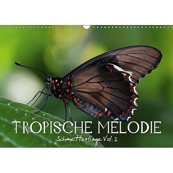 Tropische Melodie - Schmetterlinge Vol.2 (Wandkalender 2018 DIN A3 quer), Veronika Verenin