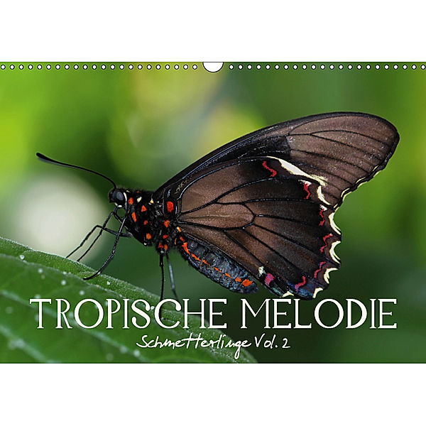 Tropische Melodie - Schmetterlinge Vol.2 (Wandkalender 2019 DIN A3 quer), Veronika Verenin