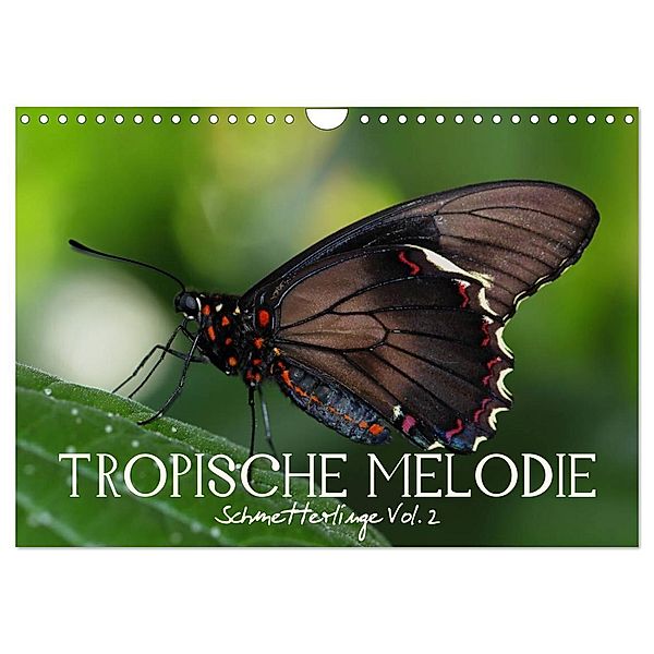 Tropische Melodie - Schmetterlinge Vol.2 (Wandkalender 2024 DIN A4 quer), CALVENDO Monatskalender, Vronja Photon (Veronika Verenin)
