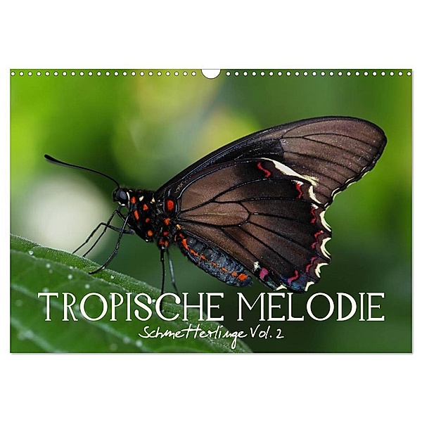 Tropische Melodie - Schmetterlinge Vol.2 (Wandkalender 2024 DIN A3 quer), CALVENDO Monatskalender, Vronja Photon (Veronika Verenin)