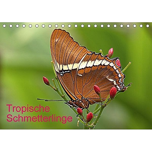 Tropische Schmetterlinge (Tischkalender 2017 DIN A5 quer), Arno Klatt