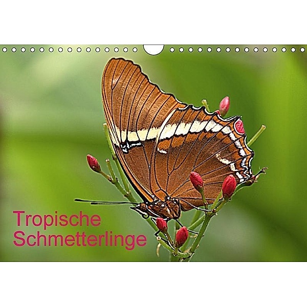 Tropische Schmetterlinge (Wandkalender 2017 DIN A4 quer), Arno Klatt