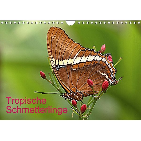 Tropische Schmetterlinge (Wandkalender 2018 DIN A4 quer), Arno Klatt