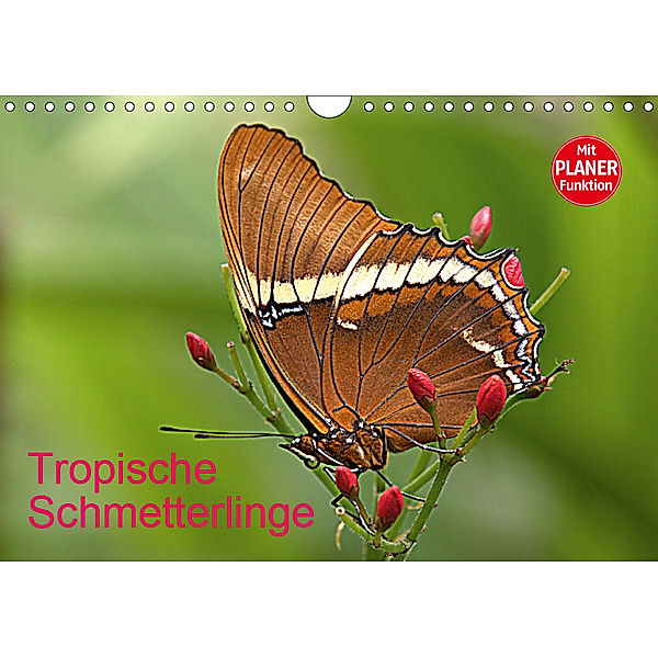 Tropische Schmetterlinge (Wandkalender 2019 DIN A4 quer), Arno Klatt