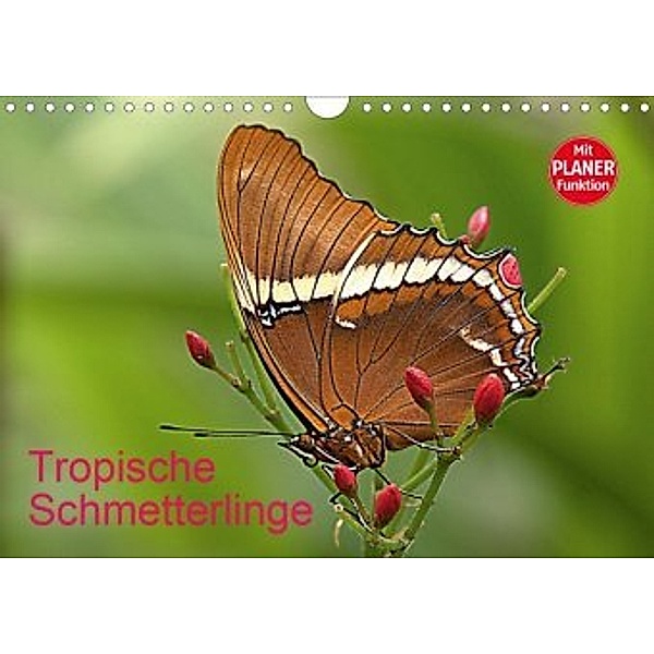 Tropische Schmetterlinge (Wandkalender 2020 DIN A4 quer), Arno Klatt