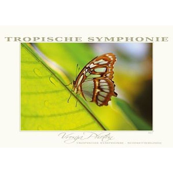 Tropische Symphonie - Schmetterlinge Vol.1 (Posterbuch DIN A3 quer), Vronja Photon