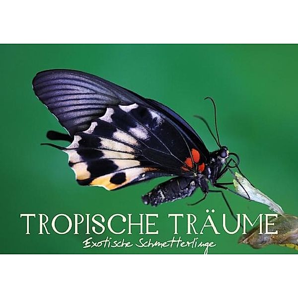 Tropische Träume - Exotische Schmetterlinge (Posterbuch DIN A3 quer), Vronja Photon