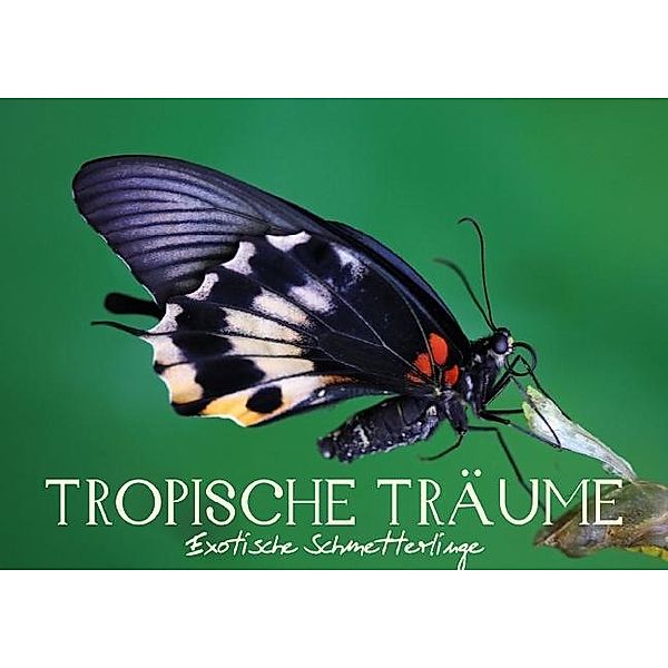 Tropische Träume - Exotische Schmetterlinge (Posterbuch DIN A2 quer), Vronja Photon