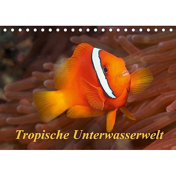 Tropische Unterwasserwelt (Tischkalender 2017 DIN A5 quer), Martin Rauchenwald