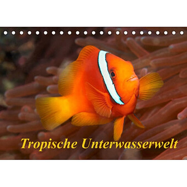 Tropische Unterwasserwelt (Tischkalender 2022 DIN A5 quer), Martin Rauchenwald