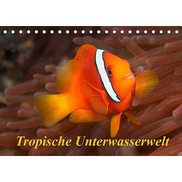 Tropische Unterwasserwelt (Tischkalender 2023 DIN A5 quer), Martin Rauchenwald
