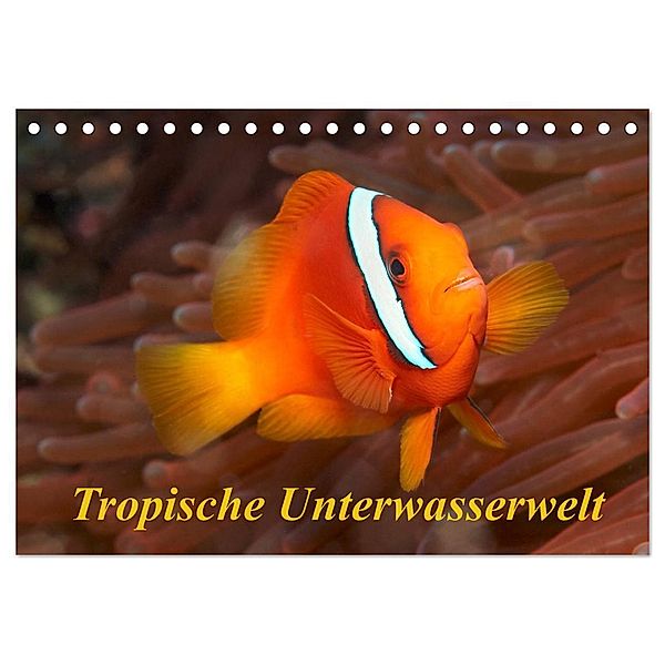 Tropische Unterwasserwelt (Tischkalender 2024 DIN A5 quer), CALVENDO Monatskalender, Martin Rauchenwald