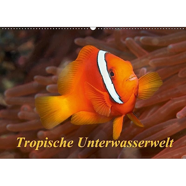 Tropische Unterwasserwelt (Wandkalender 2017 DIN A2 quer), Martin Rauchenwald