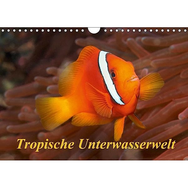 Tropische Unterwasserwelt (Wandkalender 2017 DIN A4 quer), Martin Rauchenwald