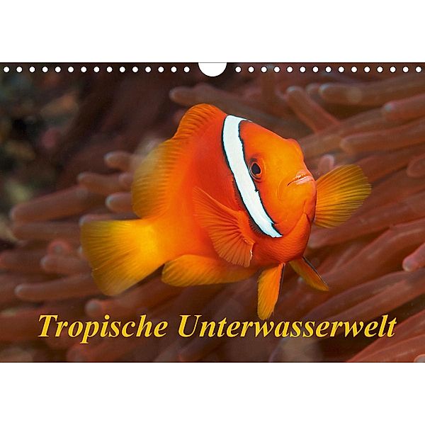 Tropische Unterwasserwelt (Wandkalender 2021 DIN A4 quer), Martin Rauchenwald