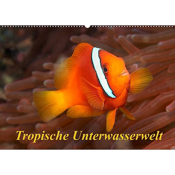 Tropische Unterwasserwelt (Wandkalender 2023 DIN A2 quer), Martin Rauchenwald