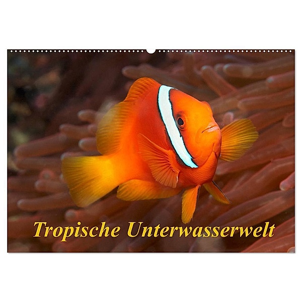 Tropische Unterwasserwelt (Wandkalender 2024 DIN A2 quer), CALVENDO Monatskalender, Martin Rauchenwald
