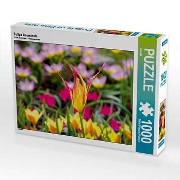 Tulipa Acuminata (Puzzle), LianeM
