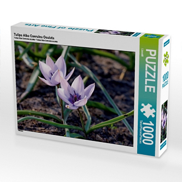 Tulipa Alba Coerulea Oculata (Puzzle), LianeM
