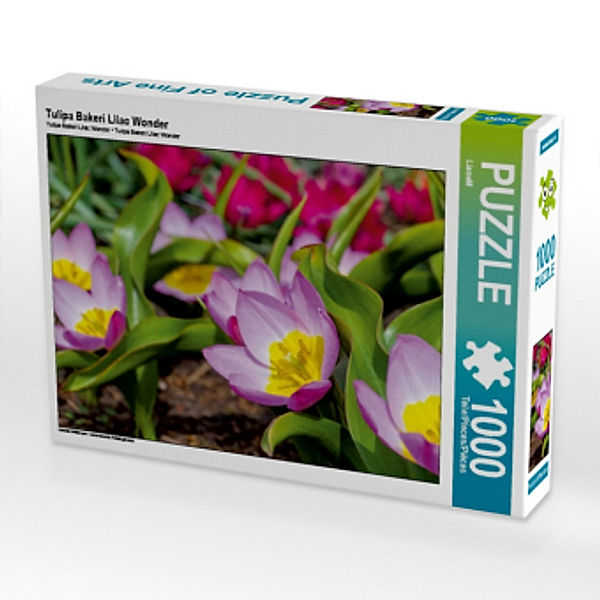 Tulipa Bakeri Lilac Wonder (Puzzle), LianeM