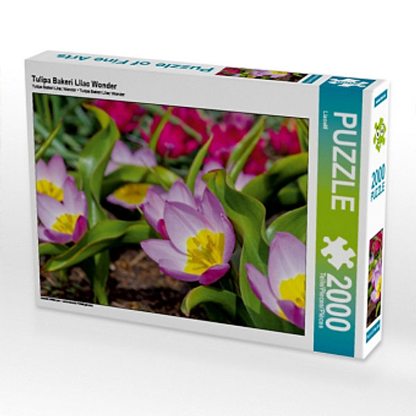 Tulipa Bakeri Lilac Wonder (Puzzle), LianeM