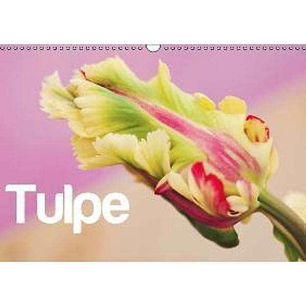 Tulpe / CH-Version (Wandkalender 2015 DIN A3 quer), JUSTART