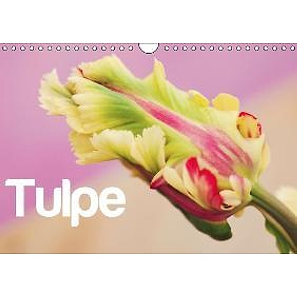 Tulpe / CH-Version (Wandkalender 2015 DIN A4 quer), JUSTART