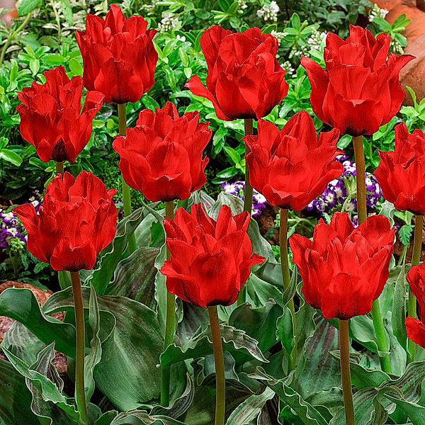 Tulpe Doppeltes Rotkäppchen, gefüllt