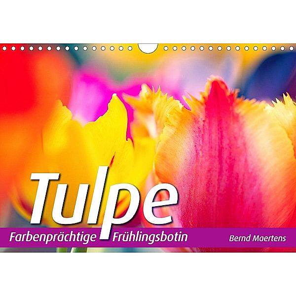 TULPE Farbenprächtige Frühlingsbotin (Wandkalender 2021 DIN A4 quer), Bernd Maertens