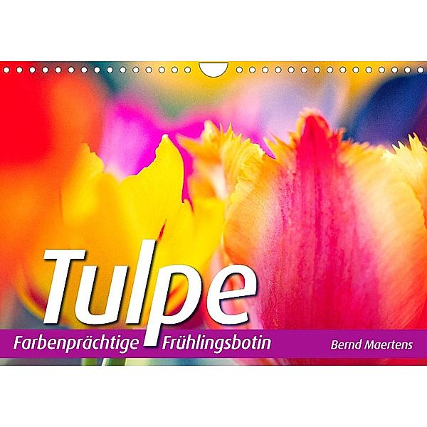 TULPE Farbenprächtige Frühlingsbotin (Wandkalender 2023 DIN A4 quer), Bernd Maertens