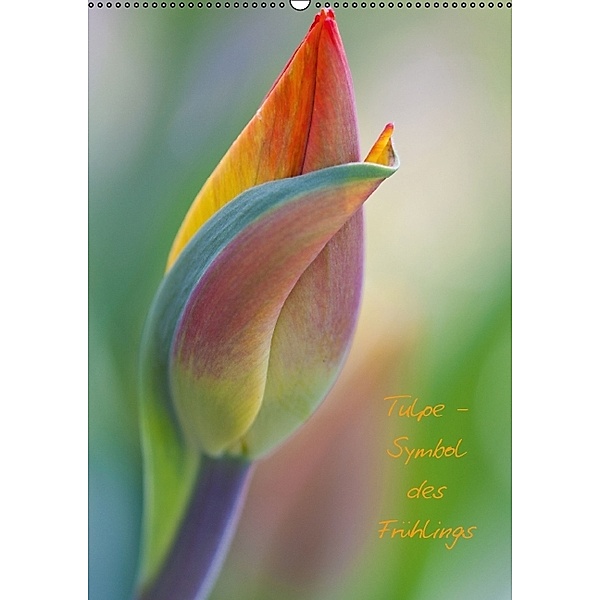 Tulpe - Symbol des Frühlings (Wandkalender 2014 DIN A2 hoch), Marita Kuhlmann