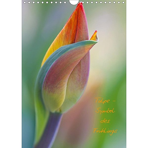 Tulpe - Symbol des Frühlings (Wandkalender 2020 DIN A4 hoch), Marita Kuhlmann