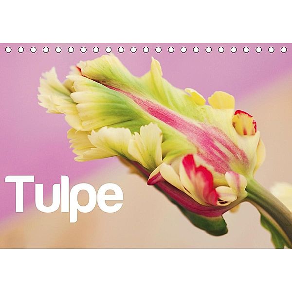 Tulpe (Tischkalender 2021 DIN A5 quer), Justart