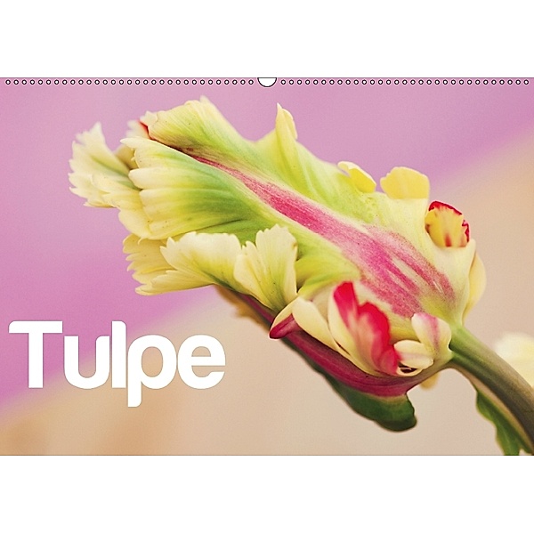 Tulpe (Wandkalender 2018 DIN A2 quer), JUSTART