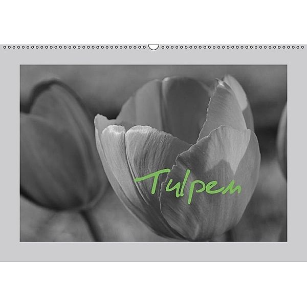 Tulpen - Blumen des Frühlings (Wandkalender 2017 DIN A2 quer), Sabine Reuke