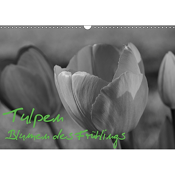 Tulpen - Blumen des Frühlings (Wandkalender 2019 DIN A3 quer), Sabine Reuke
