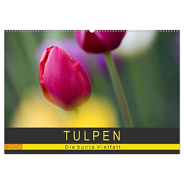 Tulpen - die bunte Vielfalt (Wandkalender 2024 DIN A2 quer), CALVENDO Monatskalender, Peter Schürholz