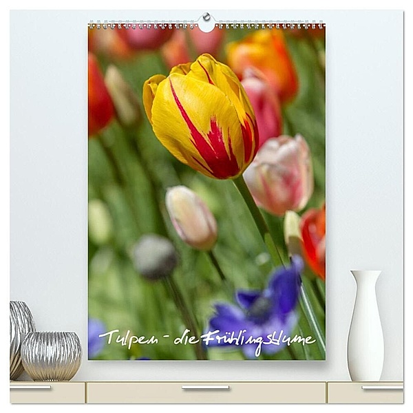 Tulpen - die Frühlingsblume (hochwertiger Premium Wandkalender 2024 DIN A2 hoch), Kunstdruck in Hochglanz, Immephotography