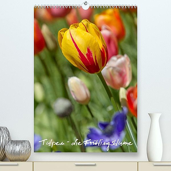 Tulpen - die Frühlingsblume (Premium, hochwertiger DIN A2 Wandkalender 2023, Kunstdruck in Hochglanz), Immephotography