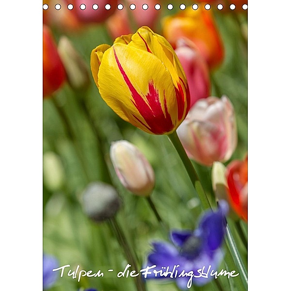 Tulpen - die Frühlingsblume (Tischkalender 2021 DIN A5 hoch), Immephotography