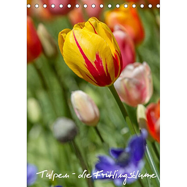 Tulpen - die Frühlingsblume (Tischkalender 2022 DIN A5 hoch), Immephotography