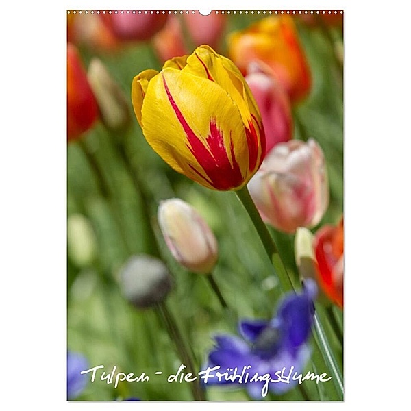 Tulpen - die Frühlingsblume (Wandkalender 2024 DIN A2 hoch), CALVENDO Monatskalender, Immephotography
