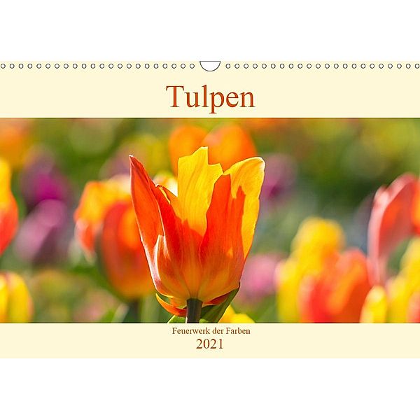 Tulpen - Feuerwerk der Farben (Wandkalender 2021 DIN A3 quer), Monika Scheurer