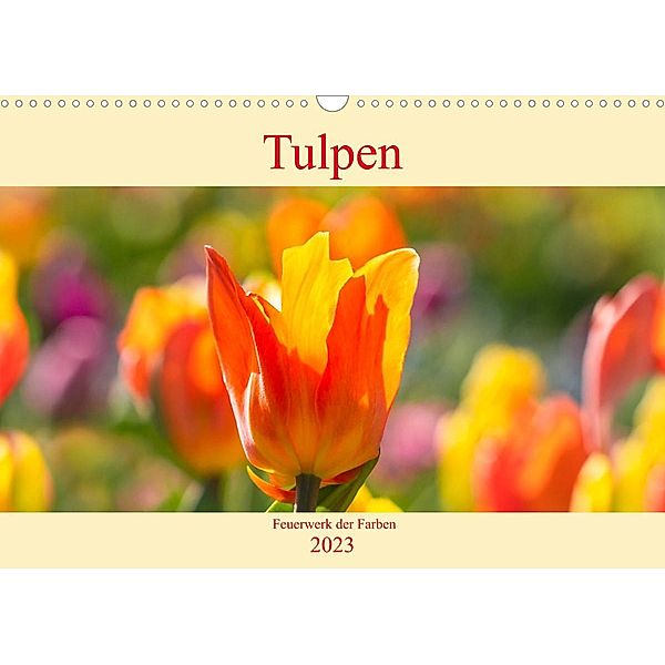 Tulpen - Feuerwerk der Farben (Wandkalender 2023 DIN A3 quer), Monika Scheurer