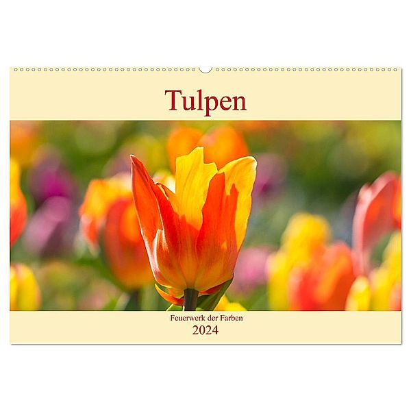Tulpen - Feuerwerk der Farben (Wandkalender 2024 DIN A2 quer), CALVENDO Monatskalender, Monika Scheurer