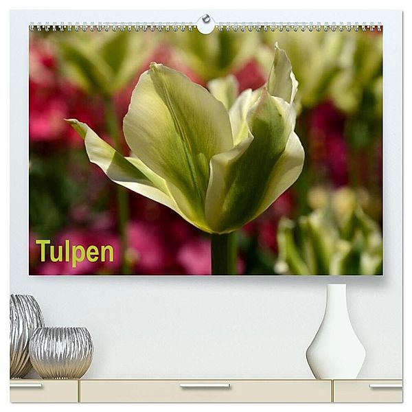Tulpen (hochwertiger Premium Wandkalender 2025 DIN A2 quer), Kunstdruck in Hochglanz, Calvendo, Willi Haas