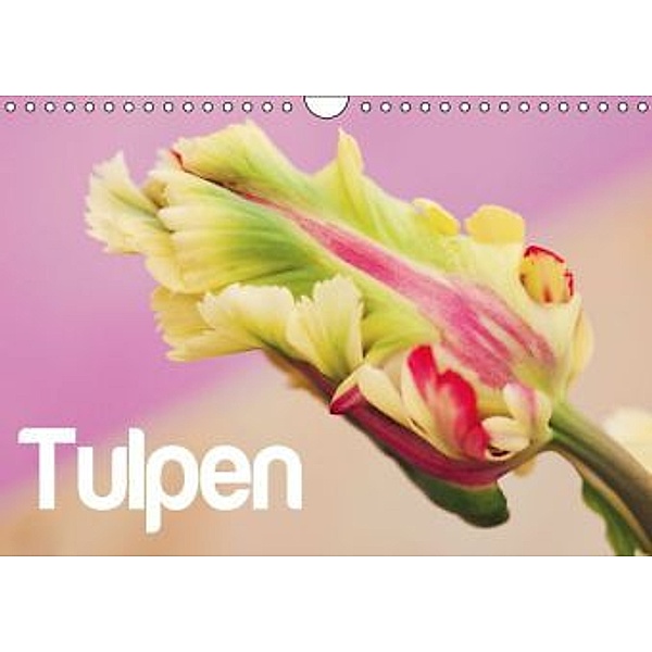 Tulpen - Nederlandse Versie (Wandkalender 2015 DIN A4 vertikaal), JUSTART