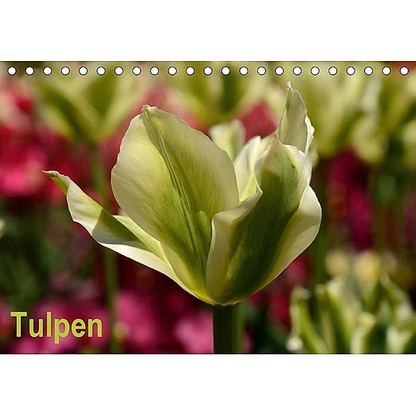 Tulpen (Tischkalender 2017 DIN A5 quer), Willi Haas