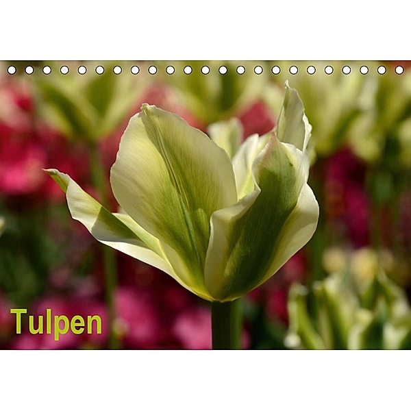 Tulpen (Tischkalender 2020 DIN A5 quer), Willi Haas
